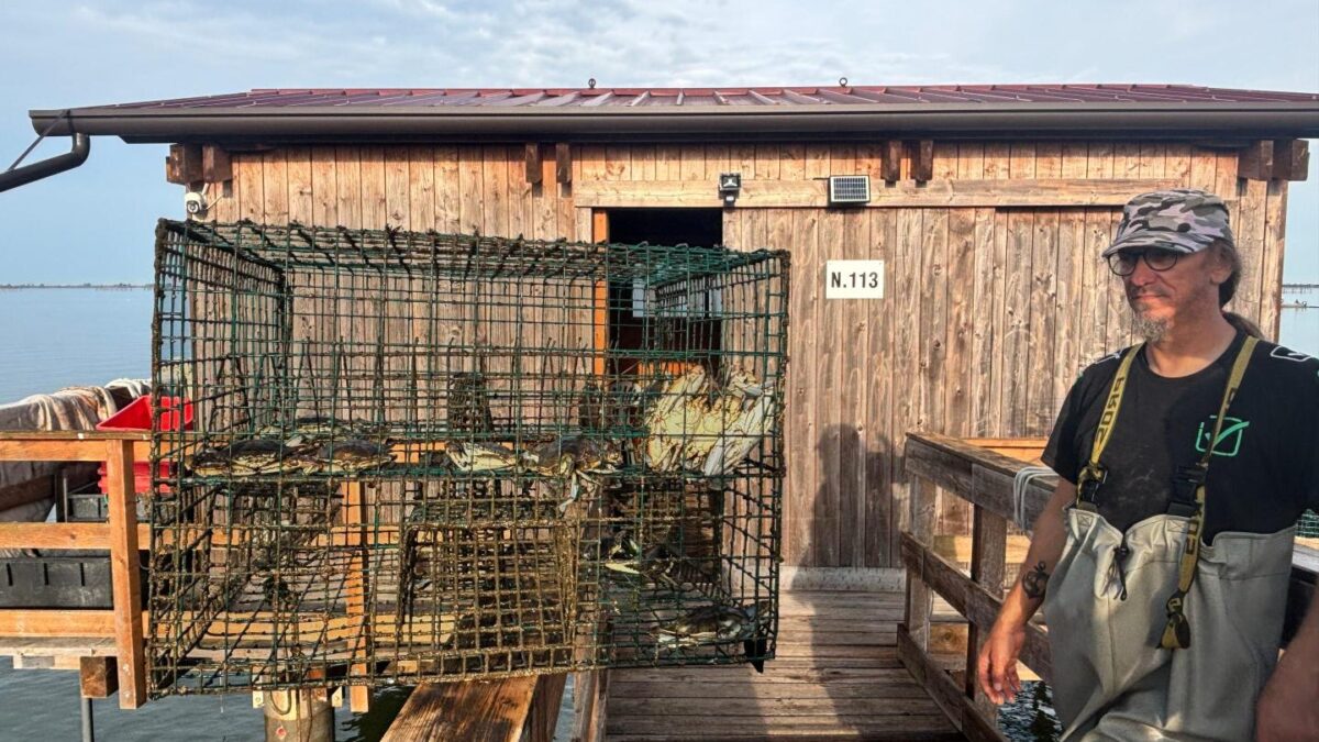 Invasive blue crabs are processed in Italy’s Po River Delta, where fishermen are turning the once-hated predator into a growing export business.